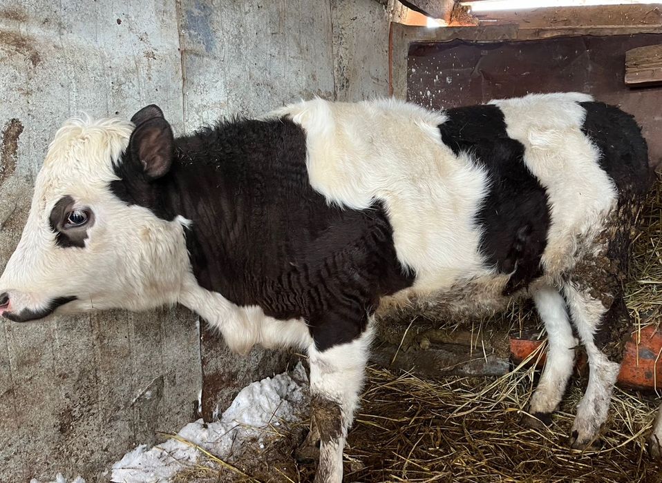 Екі қашар сатылады