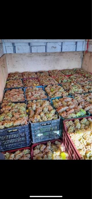 Vand struguri de vin.