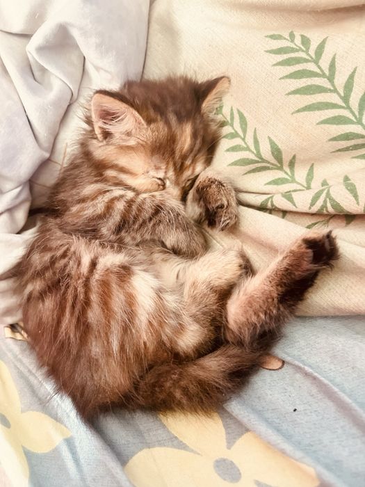 Отдам котят мальчики и девочка