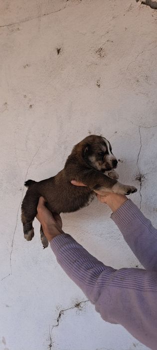 Alabay kuchuklar sotiladi toza qonli ota onalari katta alabaylar