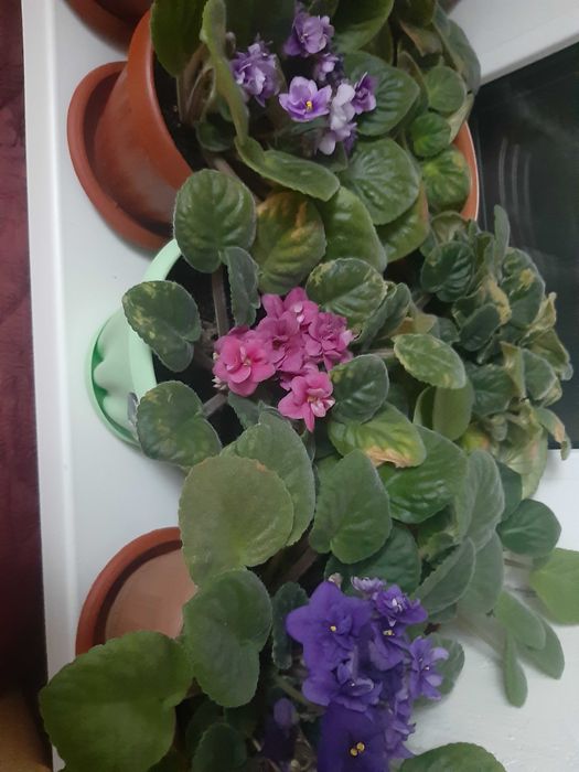 цветы комнатные и декоративные