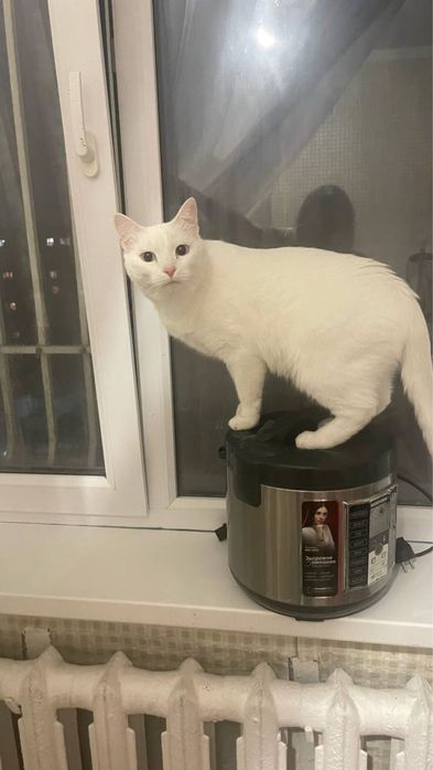 отдам кота срочно
