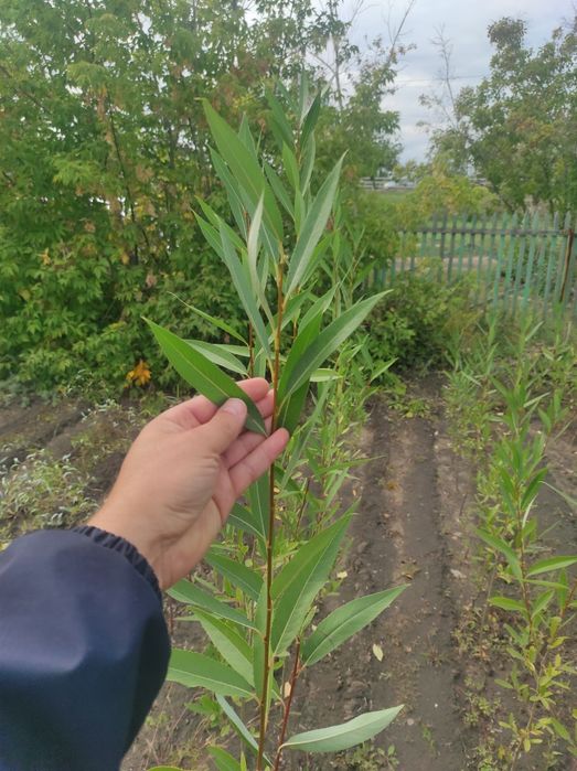 Саженцы Ива 1,5м