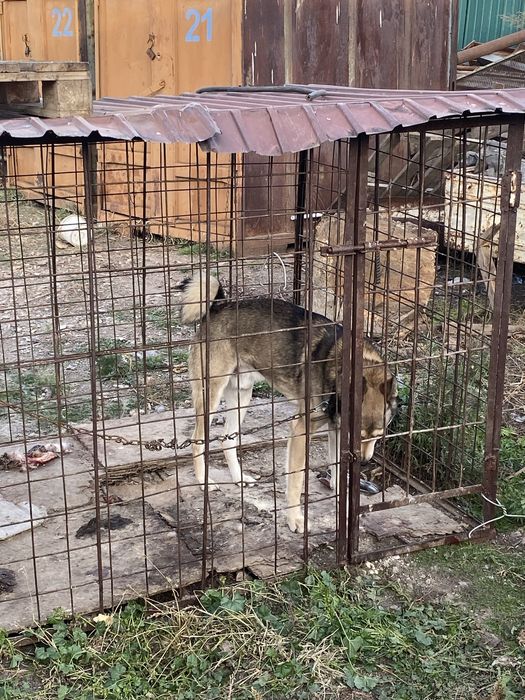 Продам щенок лайка