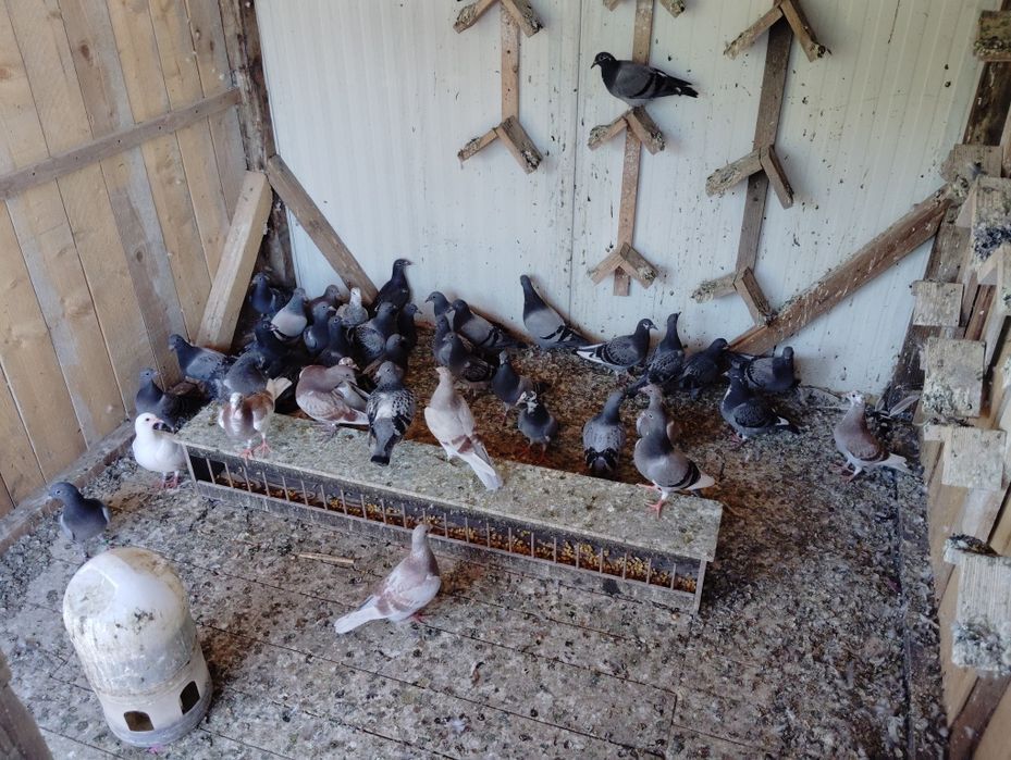 Vând porumbei voiajori