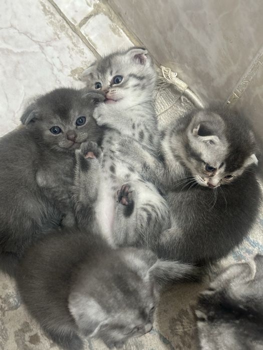 Шатланский мысык сатылады