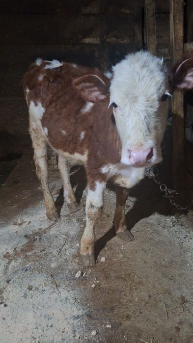 Vând vițică bălțată