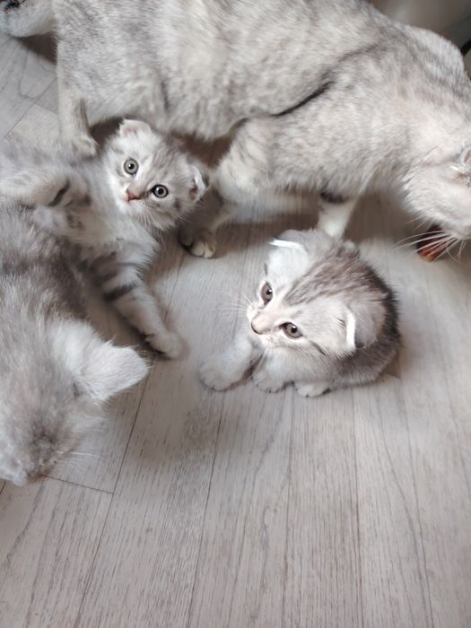 Вислоухие котята шотландцы