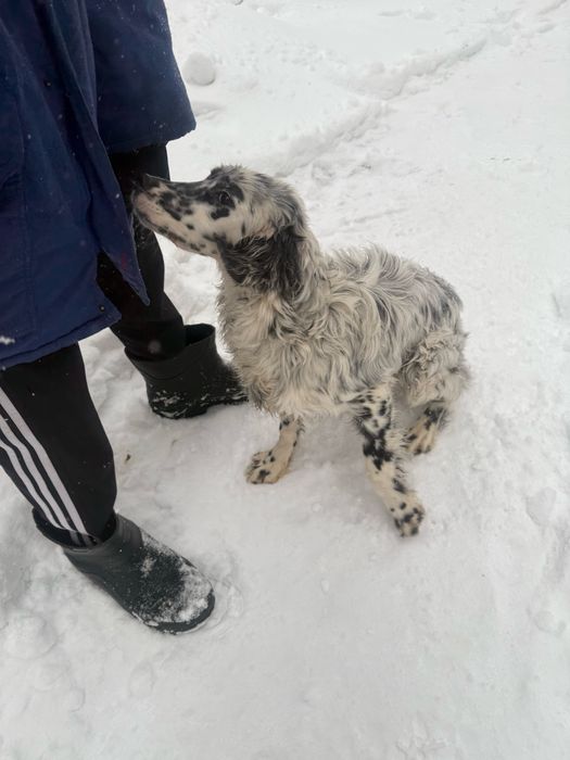 Продам щенокАнглийского сеттера (7мес)