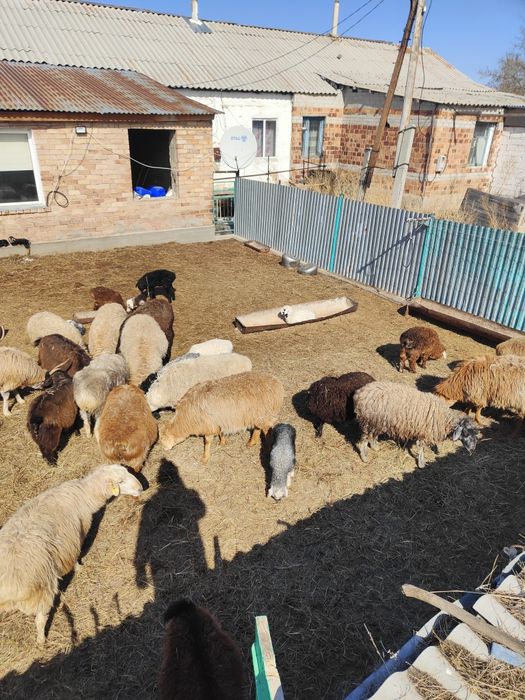 Продам баранов с ягнатами