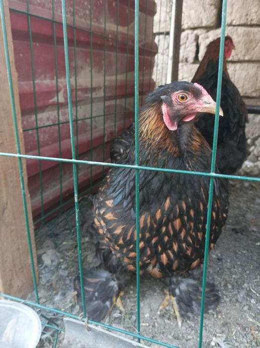 Brama Ho'rozlari sotiladi