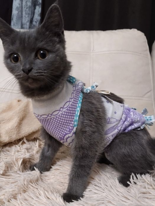 Ищем дом кошечке