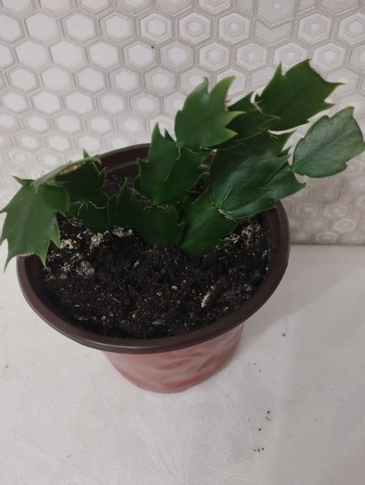 Комнатные растения, район Евразии