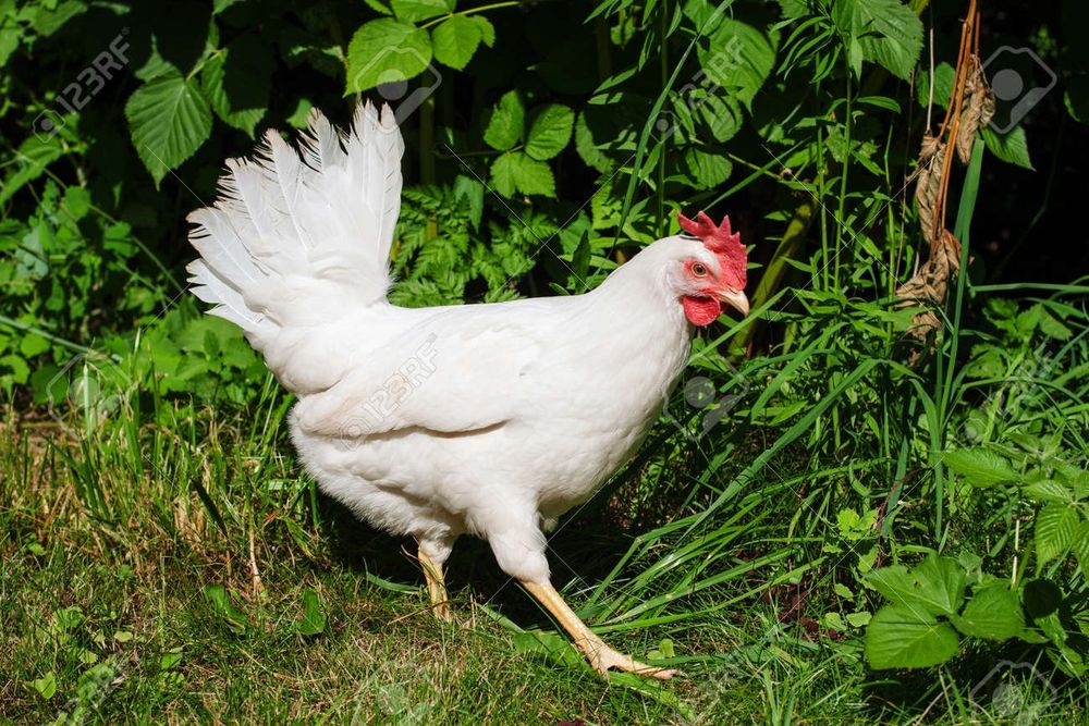 Продам кур несушек