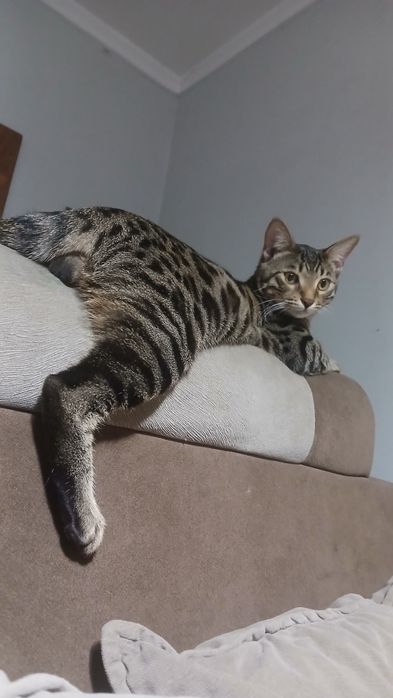 Бенгальские Кот для вязки