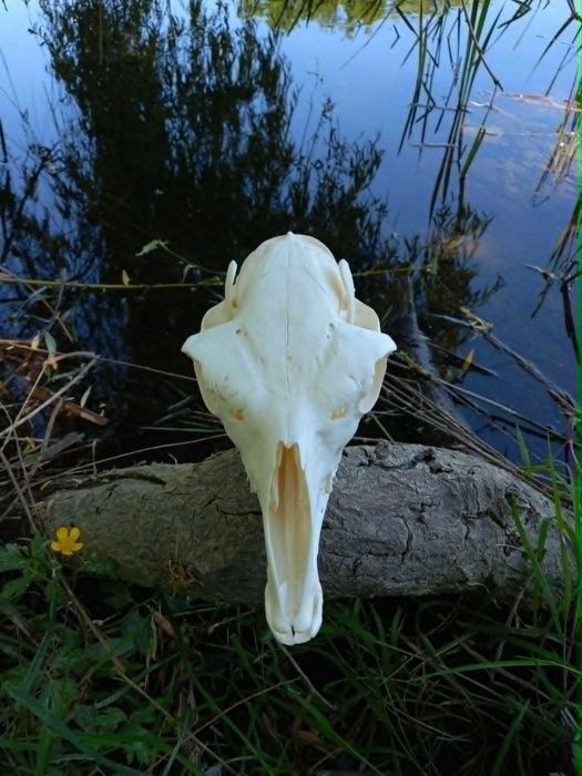 trofeu,trofee,naturalizat,taxidermie,craniu  de alpaka Germania
