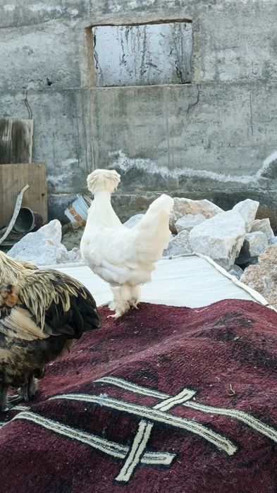 Корейский япон товук тухумлари