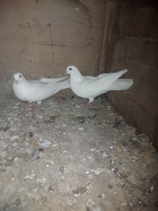 Иранцы пакистанцы бакинцы