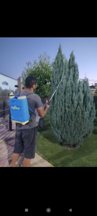 Daraxt kesish shakil berish dorilash