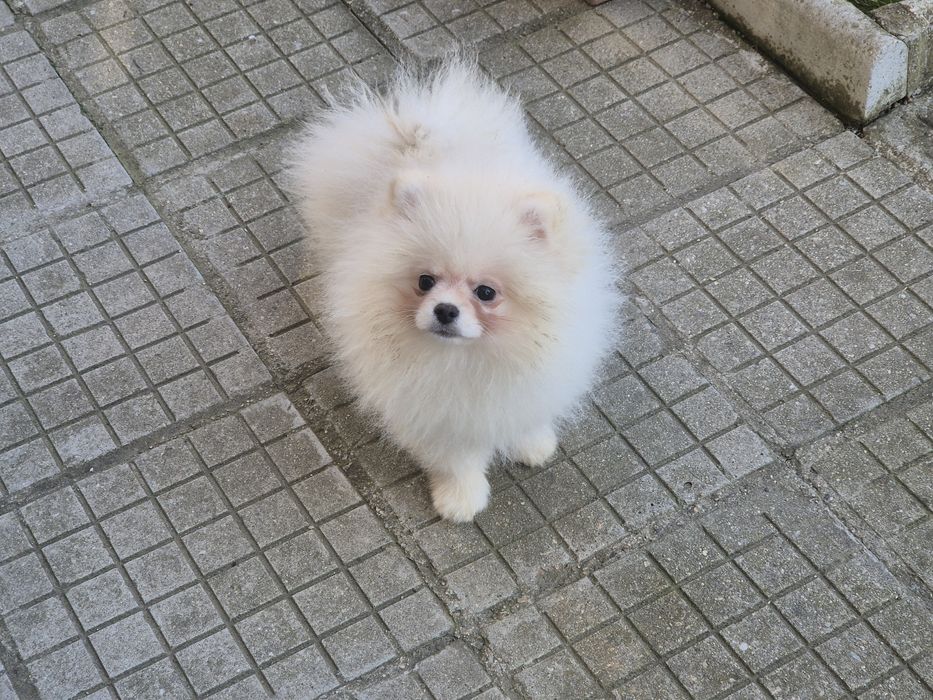 Мъжки померан на 4 месеца