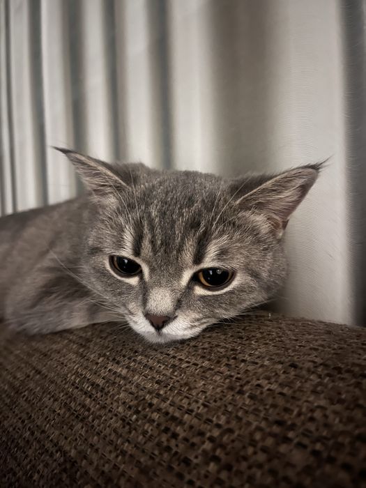 Продаётся шотландская вислоухая кошечка