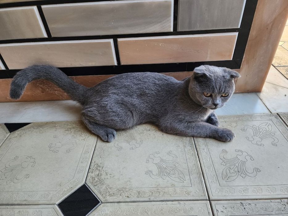 Scottish fold erkak mushuk sotiladi