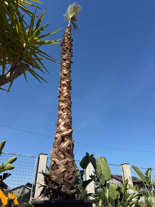 Palmieri Sterlitzia Leandri