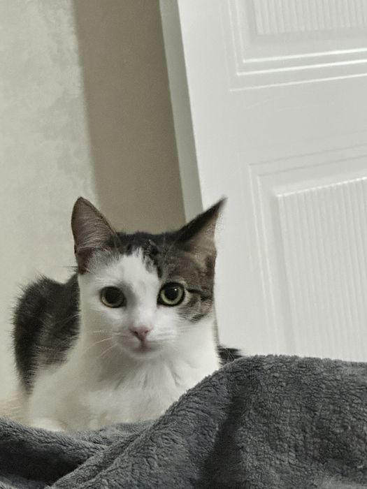 Ищет дом красивая кошечка