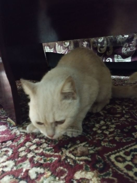 кошка шотландский