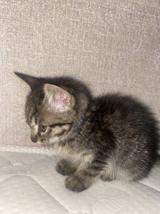 Mushukcha sotiladi srochni