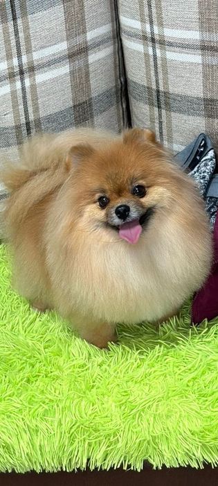 Щенки  немецкого шпица.