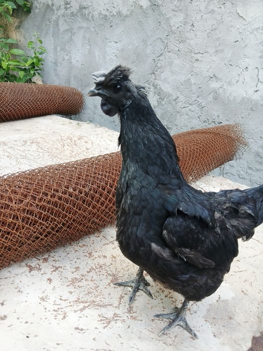 Qora tovuq gowt qora tuxum kok