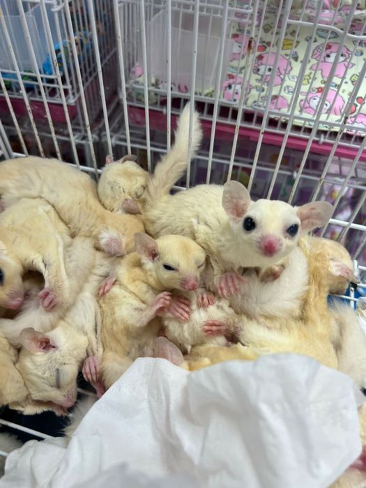 белка летегя или сахарный оппосум