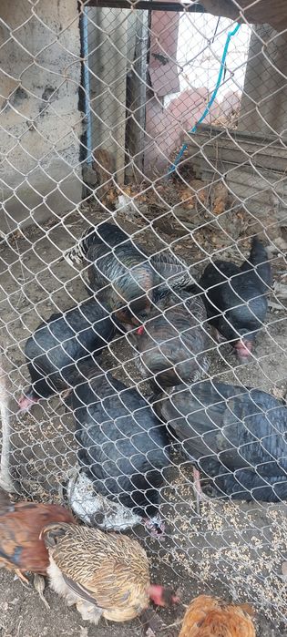 Индюки крупные продам