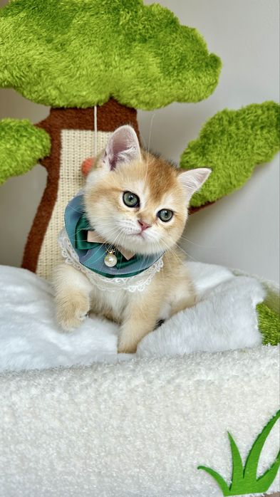 Baietel British Shorthair Chinchilla Gold , cu certificat Pedigree