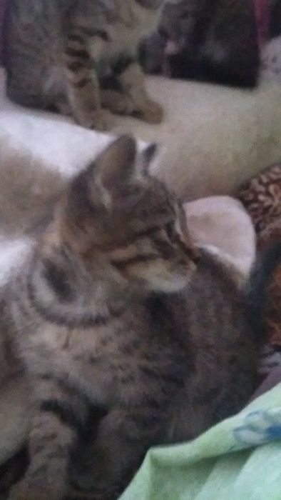 Отдам котят в хорошие руки