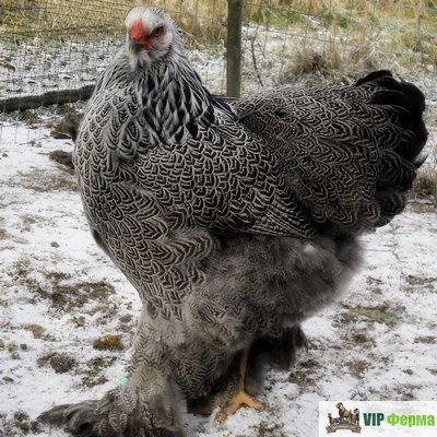 Inkubatrga tuxum Bso Tyomniy brama tuxumlari