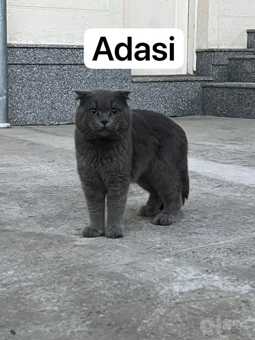 Scotish fold 2 oylik