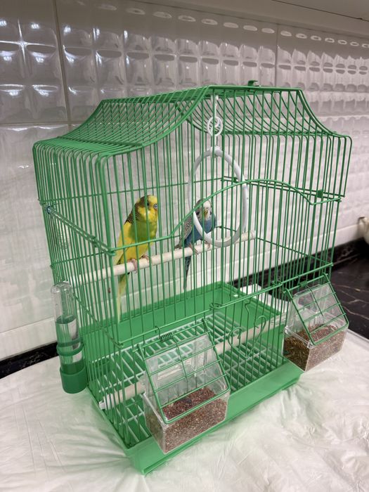 Продам волнистых попугаев