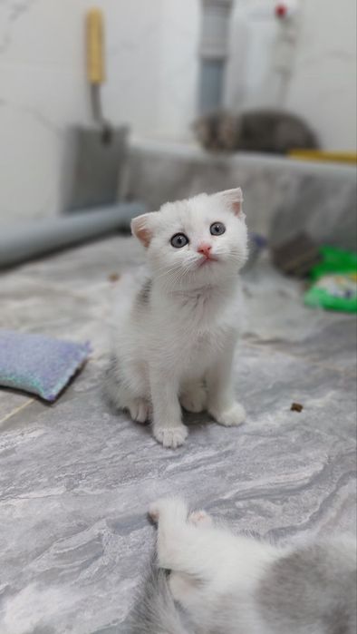 Продаётся  Сотилади