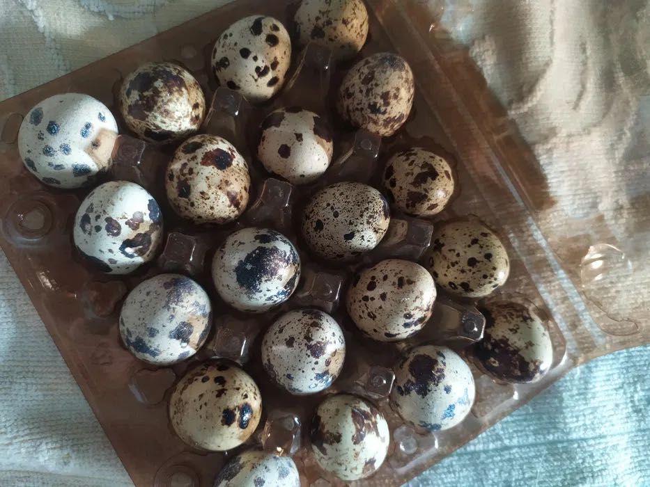 Яйца перепелиное свежие