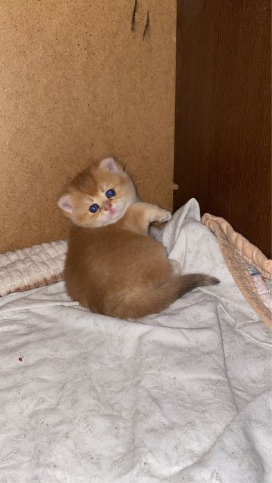 Золотые малыши плюхи