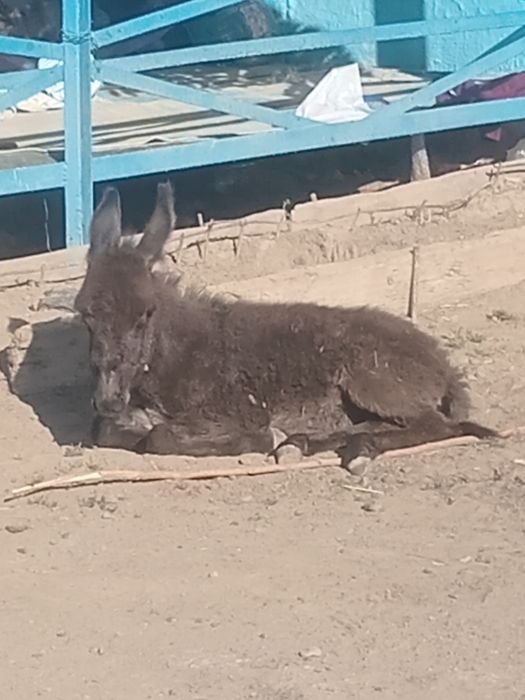 Ешек прадаю сатылады