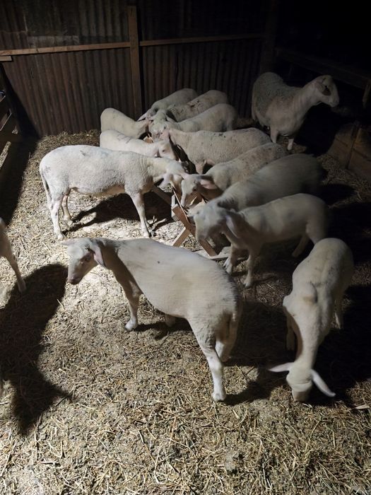 Vând berbecuți din rasa de oi lacune .