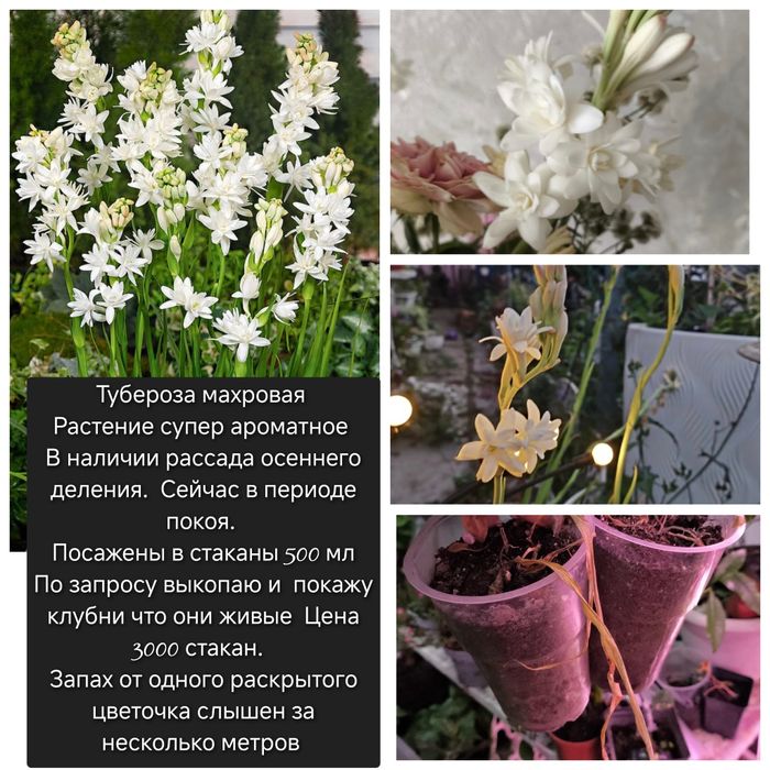 Цветы  в  ассортименте