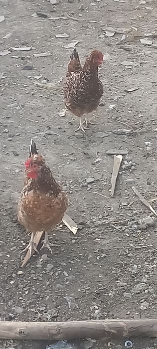 Продам семью хохлатых кур