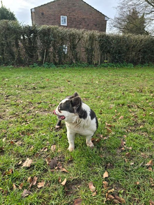 French bulldog for new home