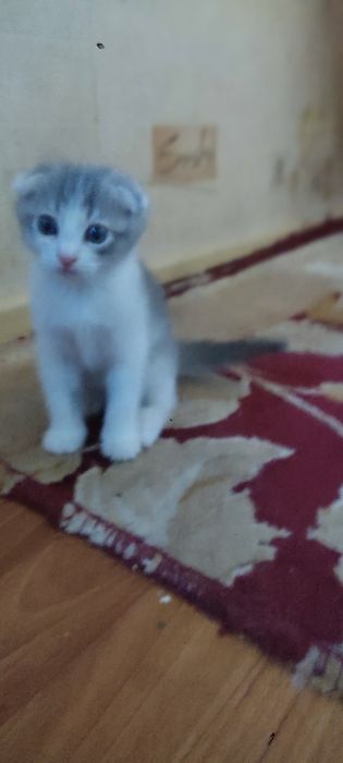Котёнок скотиш фолд.