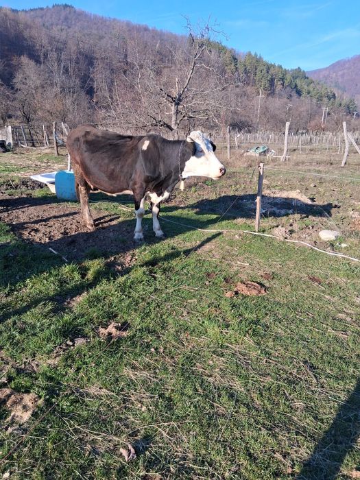 Vand Vaca rasa Holstine