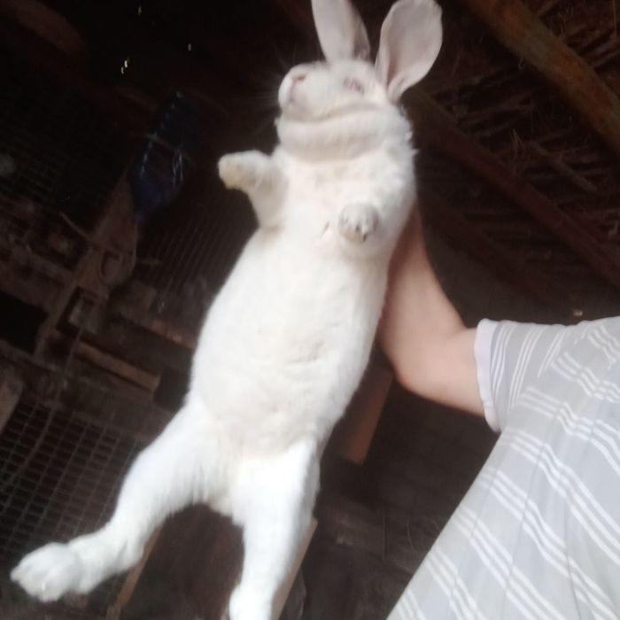 Подаются кролики